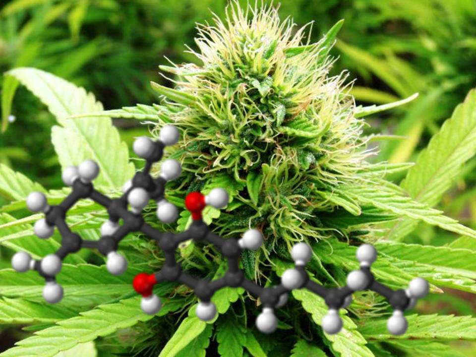 Cultivo de Cannabis medicinal